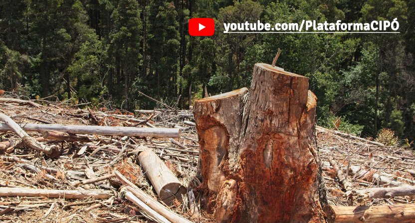 Webin Rio Cip O Crime Organizado E O Crime Ambiental Na Amaz Nia