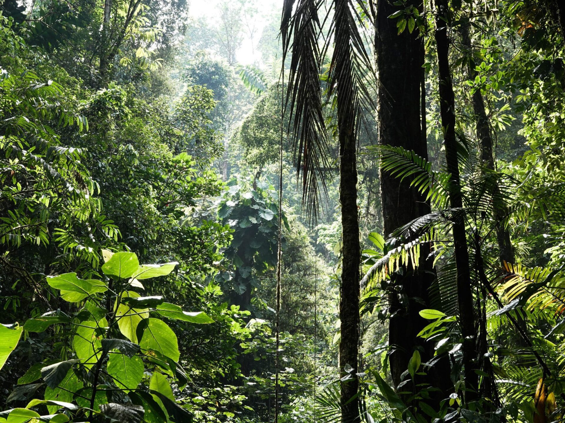 How Can Artificial Intelligence Help Curb Deforestation In The Amazon Plataforma Cipo