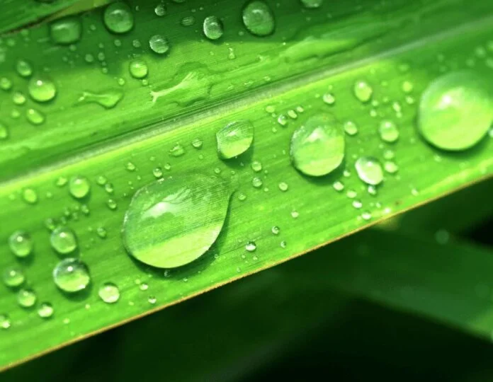 O direito ao meio ambiente saudável